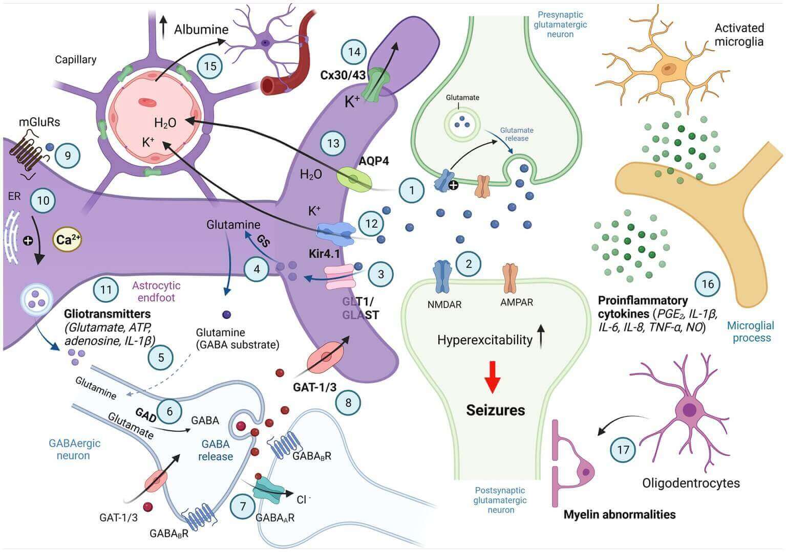 Schematic of involvement of astrocytes in synaptic excitability. (OA Literature)