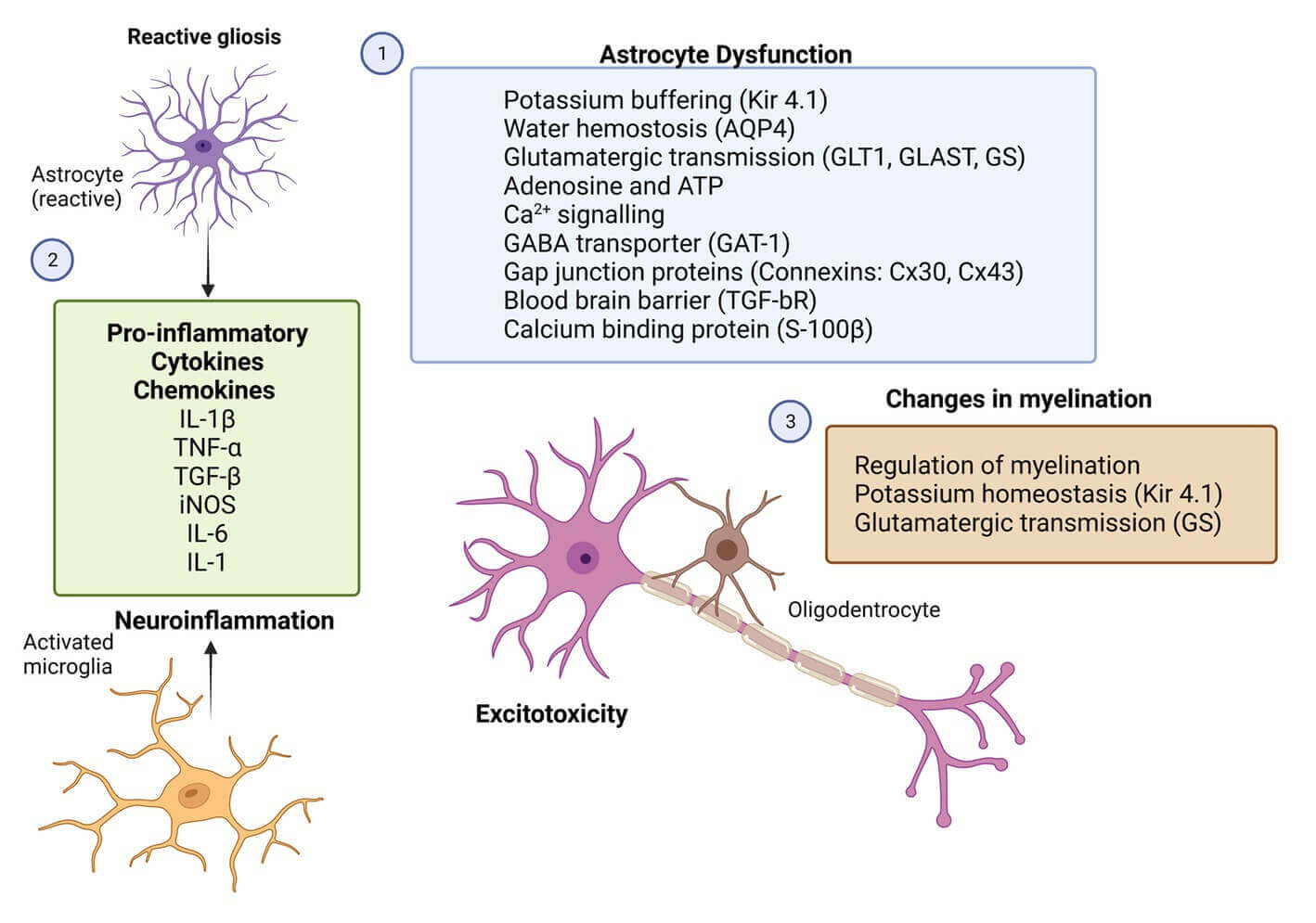 Schematic of potential therapeutic targets for glial cells in epilepsy. (OA Literature)