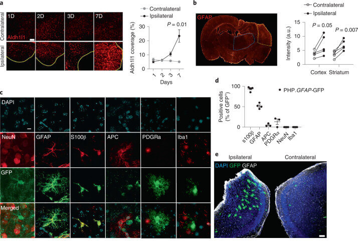 Schematic of synthetic delivery to the brain via a dual-lock gene-delivery system. (OA Literature)