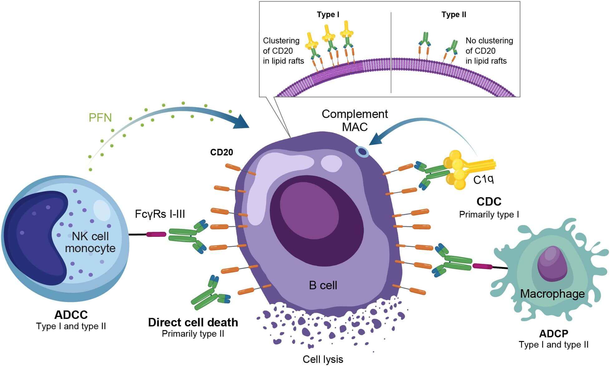 Schematic of the mechanism of action for anti-CD20 monoclonal antibodies in autoimmune disease (OA Literature)