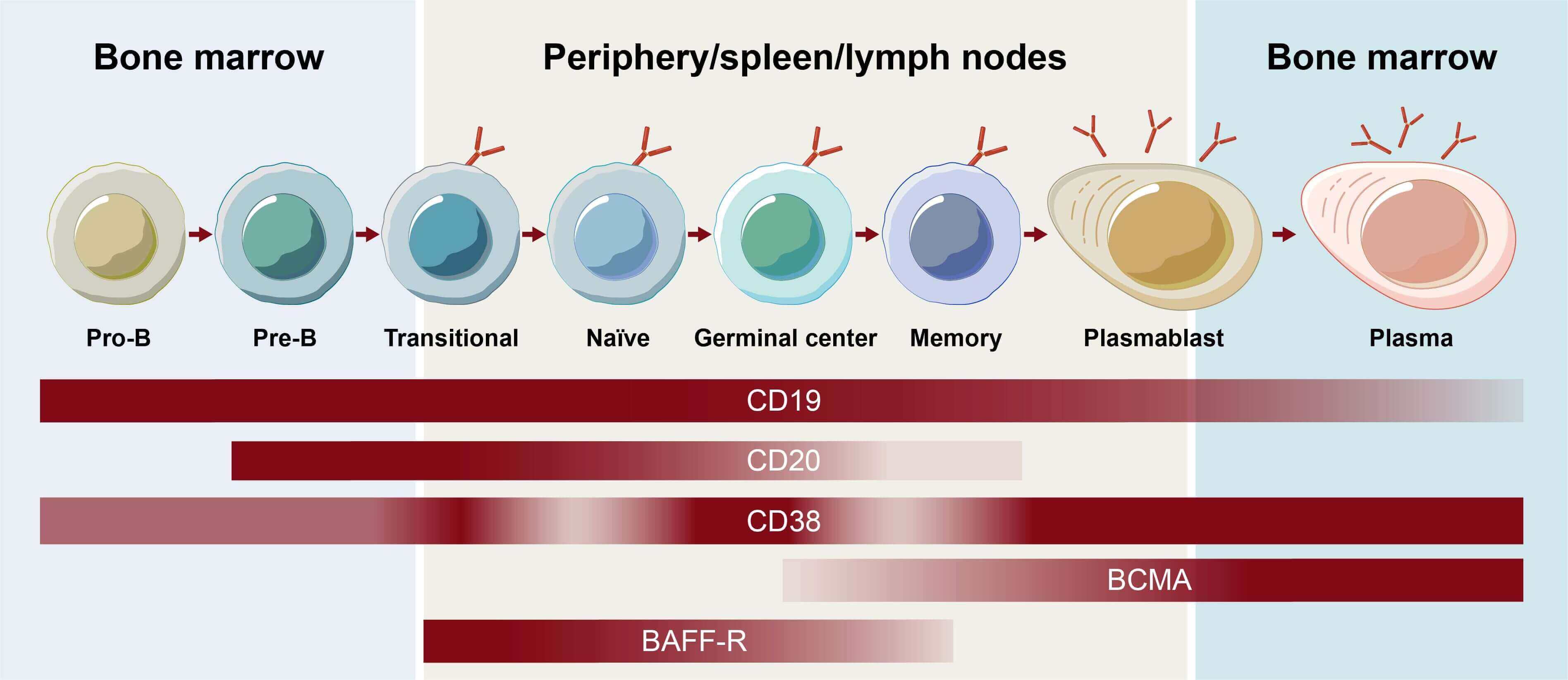 Schematic of receptor expression on B-cell subsets throughout B-cell development. (OA Literature)
