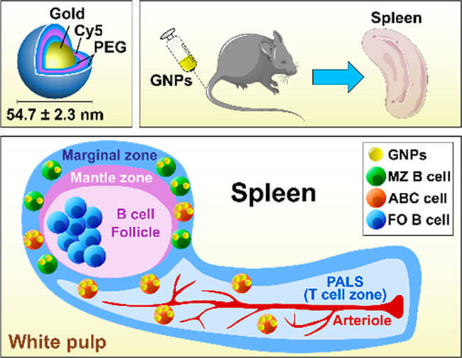 Schematic of PEGylated gold nanoparticles target age-associated b cells in vivo. (OA Literature)