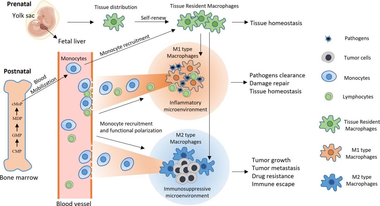 The development process of macrophages. (OA Literature)