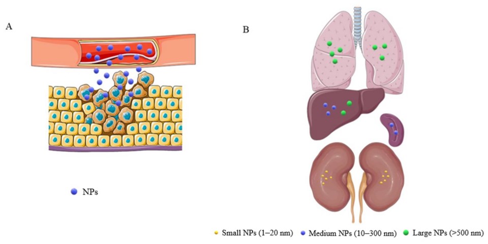 Passive targeting of macrophages. (OA Literature)