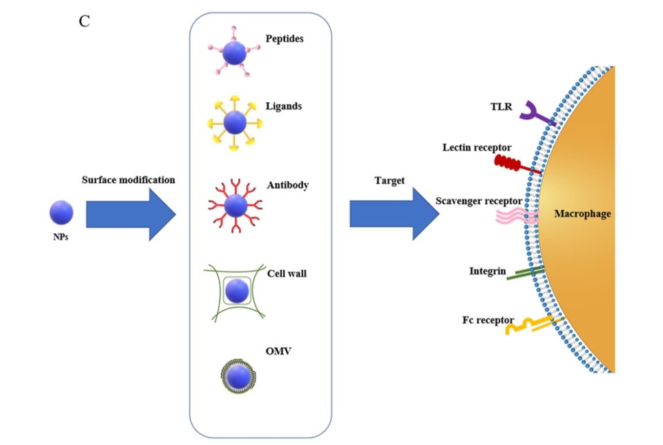 Active targeting of macrophages. (OA Literature)
