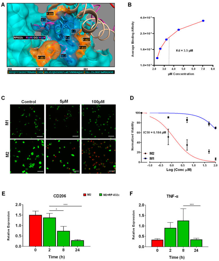 Macrophage-targeted peptide. (OA Literature)