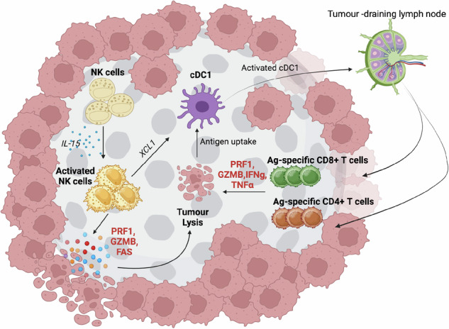 Schematic of NK cells promote solid tumor inflammation. (OA Literature)