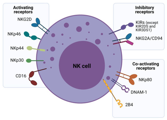 Schematic of the major activating, co-activating and inhibitory receptors expressed on the surface of NK cells (OA Literature)