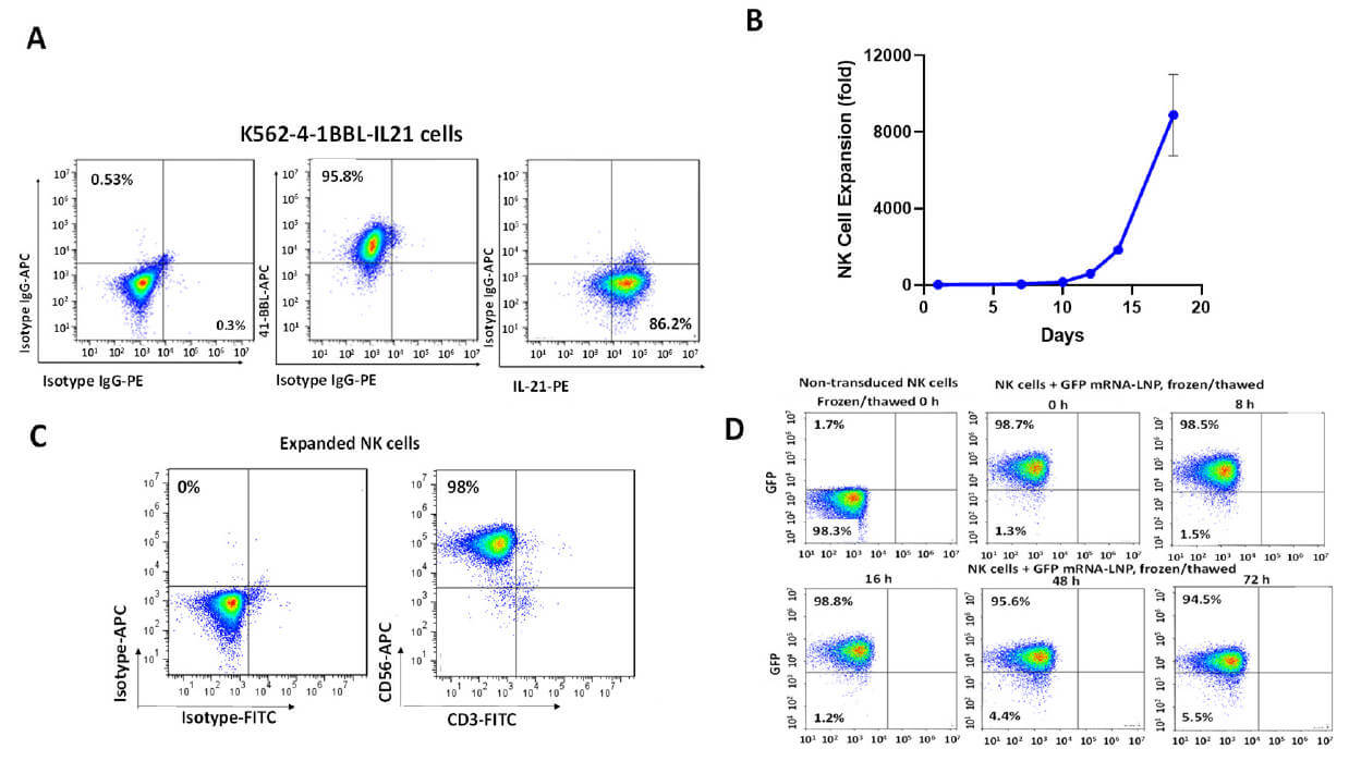 Schematic of PEGylated gold nanoparticles target age-associated b cells in vivo. (OA Literature)
