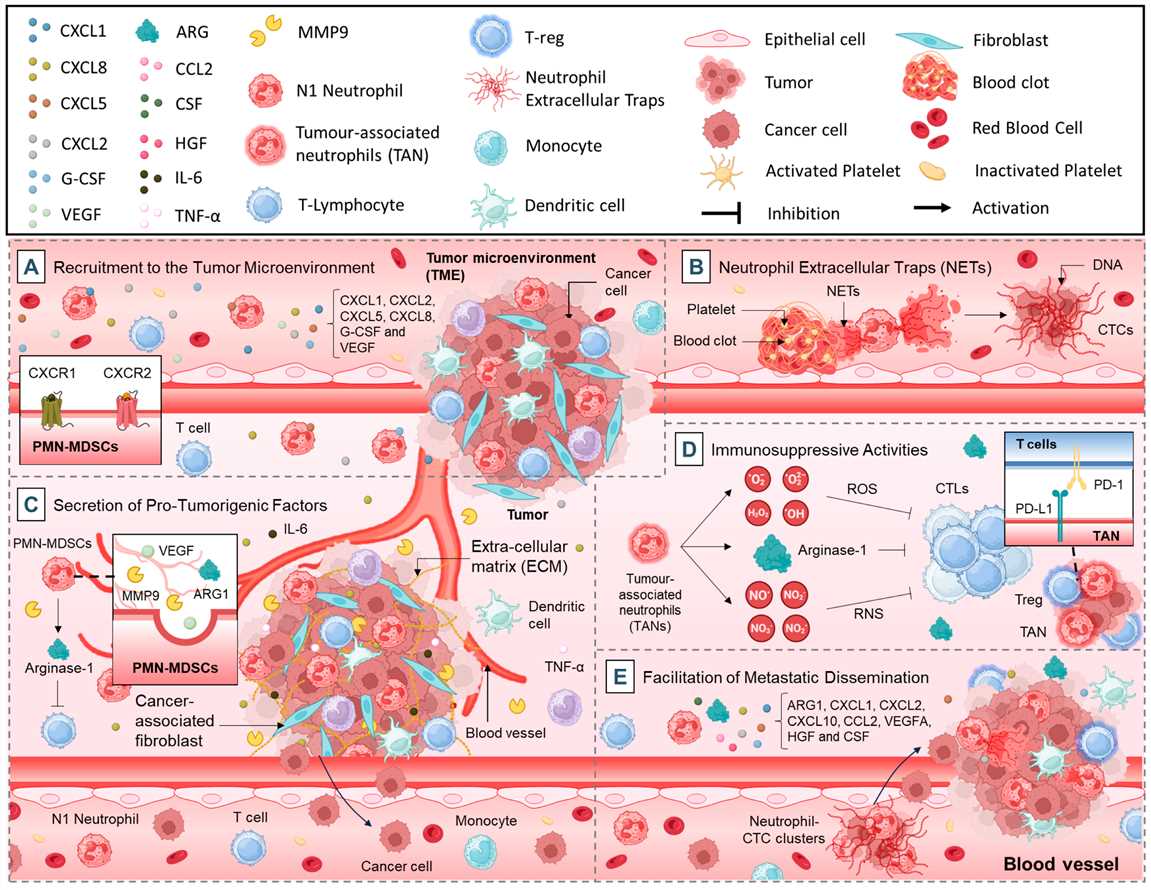 Schematic of Pro-tumorigenic functions of neutrophils. (OA Literature)
