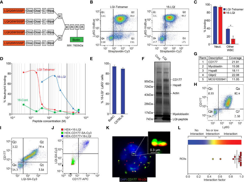 Schematic of Murine Neutrophil-Specific LQI-Peptide binding via CD177. (OA Literature)