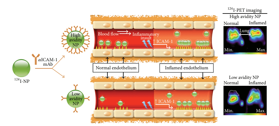 Schematic of enhanced selectivity of targeting to inflamed endothelium of nanocarriers with reduced surface density of ICAM antibody. (OA Literature)