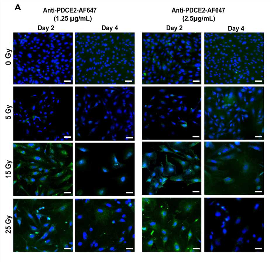Schematic of Anti-PDCE2 antibodies bind to the surface of irradiated endothelial cells under optimized shear flow in a parallel-plate flow system. (OA Literature)