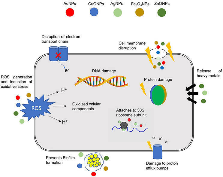 Different mechanisms of action of NPs in bacterial cells. (OA Literature)