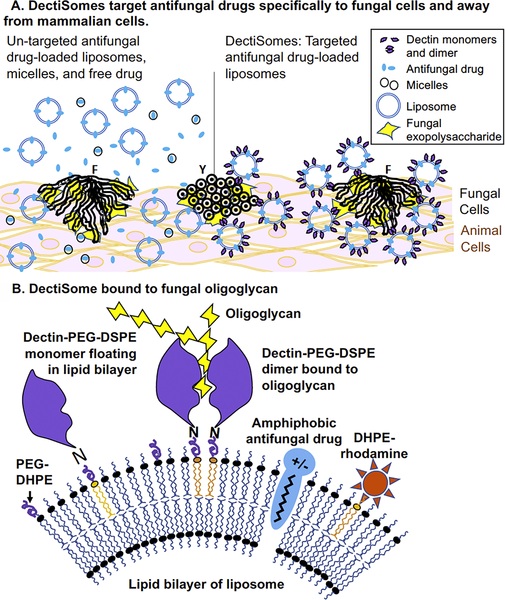 DectiSomes are designed to target antifungal drugs specifically to fungal cells. (OA Literature)