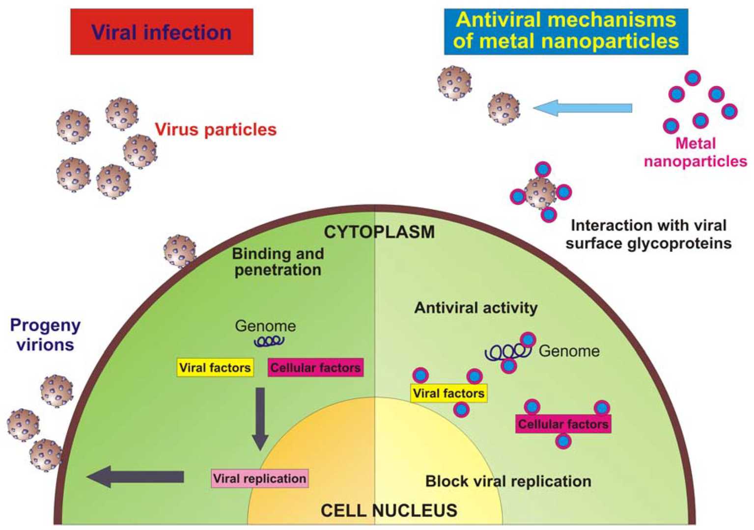 Schematic model of a virus infecting an eukaryotic cell and antiviral mechanism of metal nanoparticles. (OA Literature)