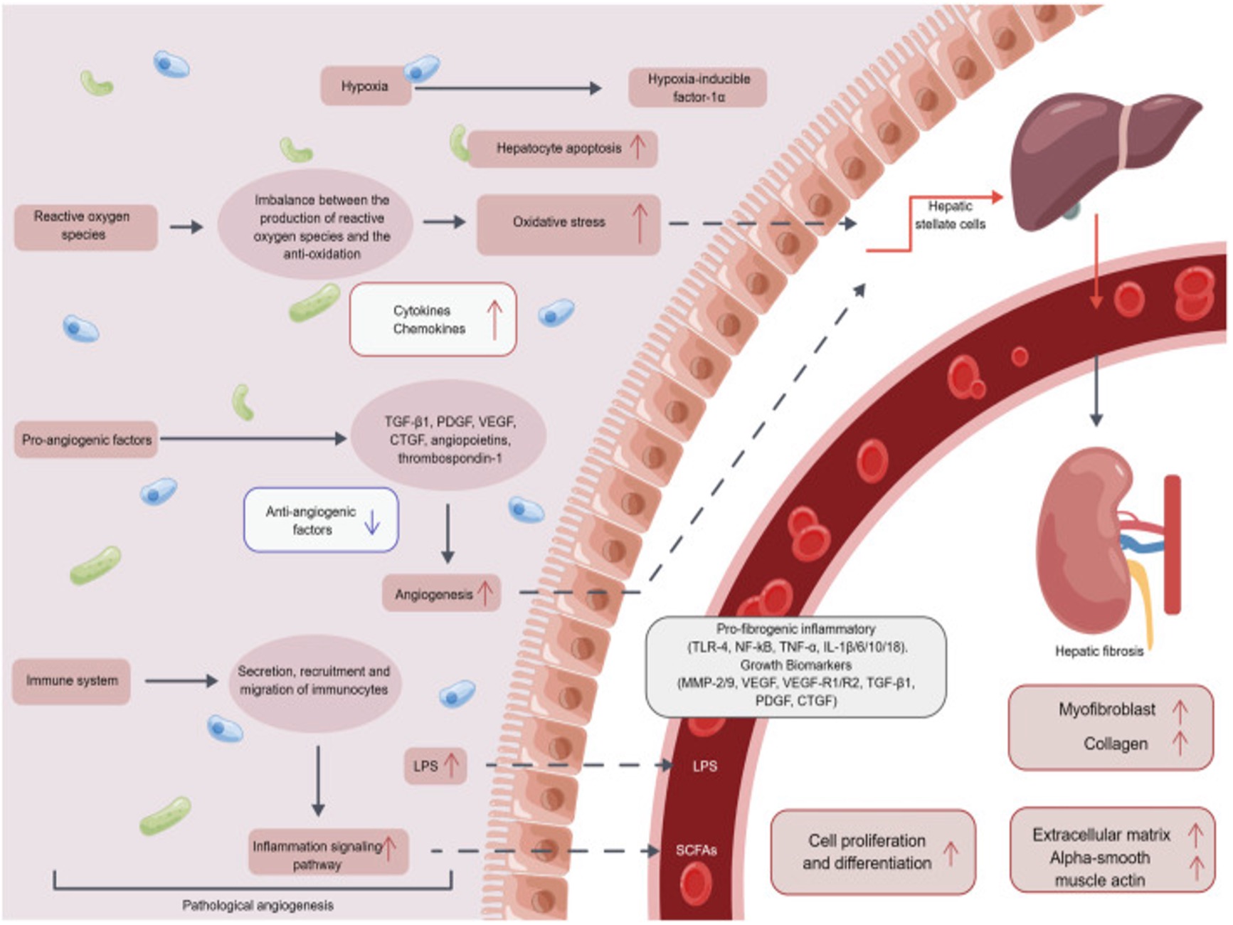Fig.1 An image showing nanoparticle targeting atherosclerotic plaques in mouse models. (OA Literature)