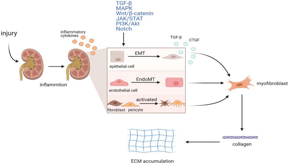 Fig.1 An image showing nanoparticle targeting atherosclerotic plaques in mouse models. (OA Literature)