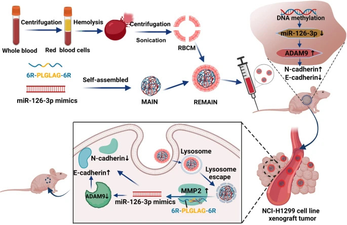 Fig 1. The reversion of DNA methylation-induced miRNA silence via biomimetic nanoparticles-mediated gene delivery. (OA Literature)