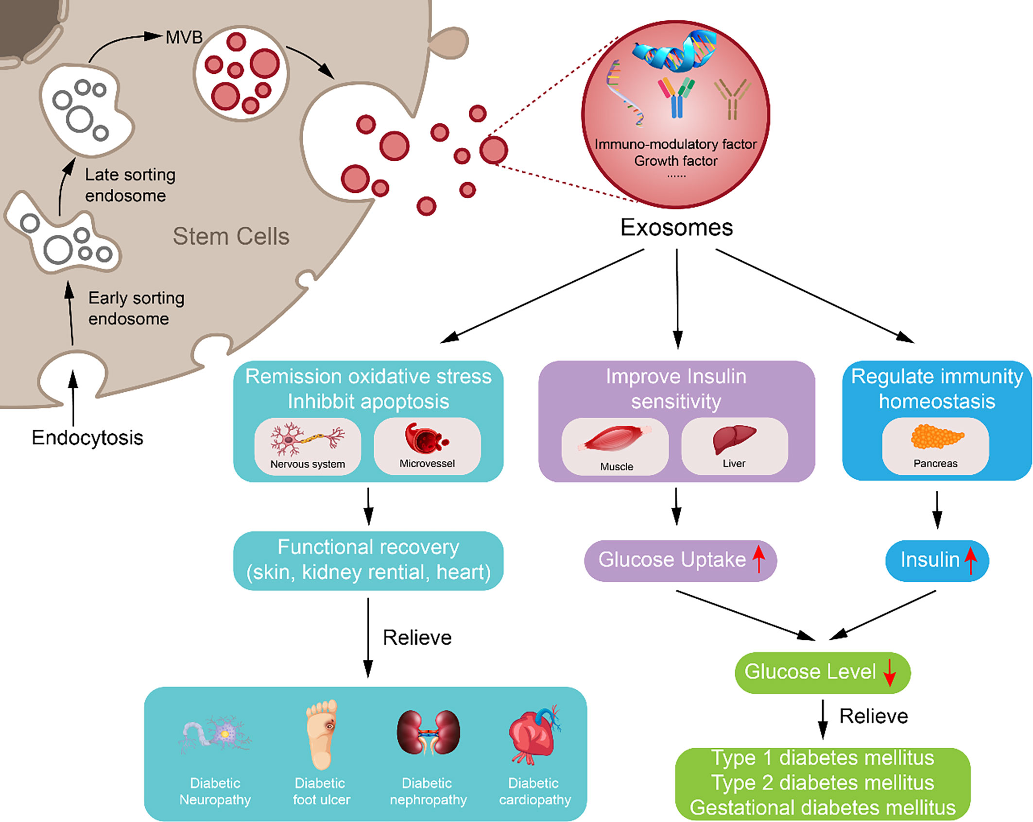 Fig 2. Potential approach of exosomes derived from mesenchymal stem cell in diabetes mellitus and diabetic complication repair. (OA Literature)