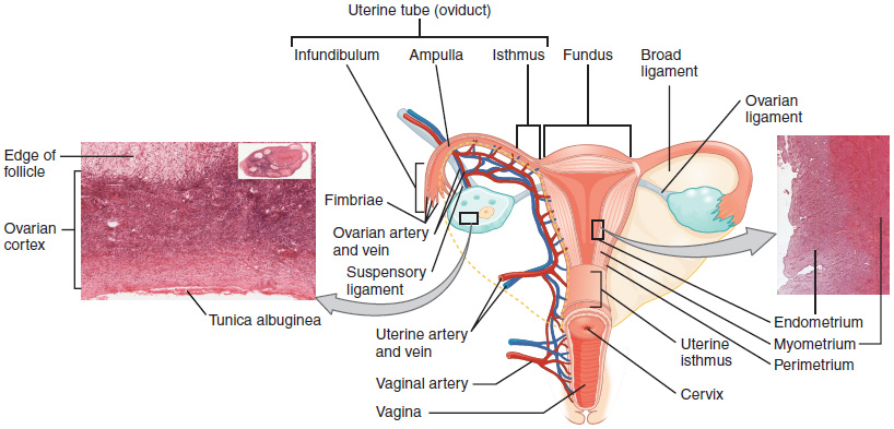 Fig 1. Fig.1 Cervical Cancer classifications and approaches for management. (OA Literature)
