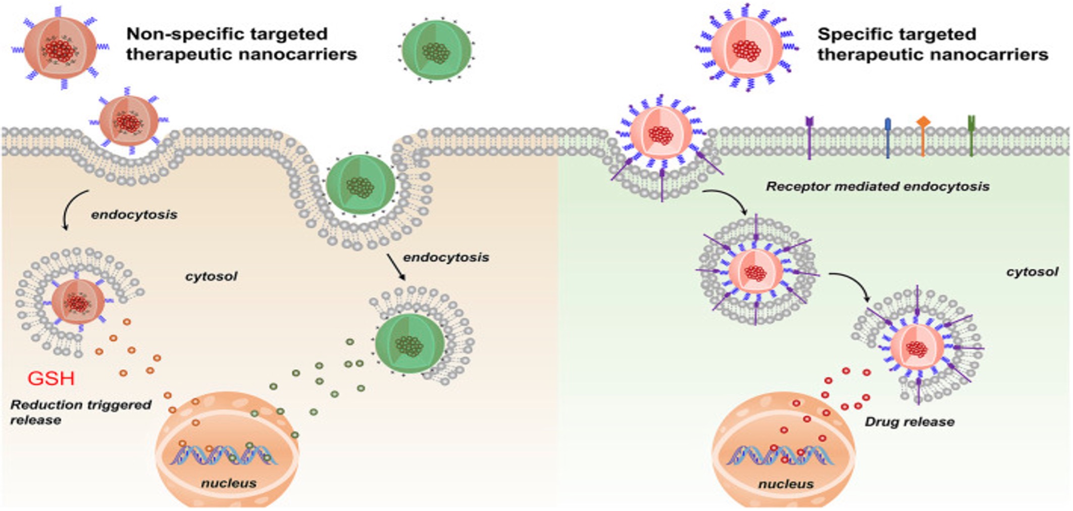 Fig. 1 Bladder cancer therapy using non-targeted and targeted nanocarrier systems. (OA Literature)