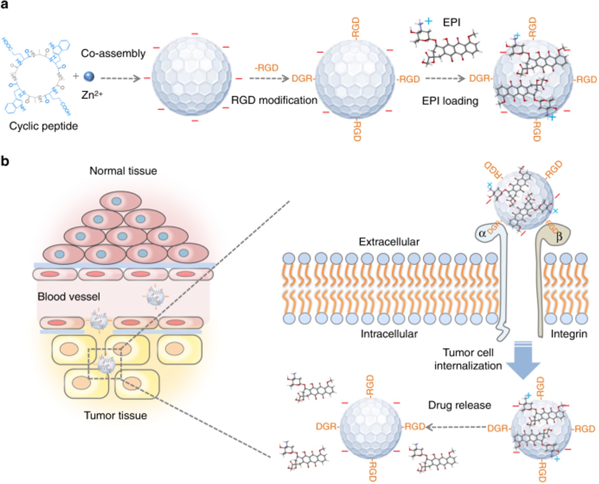 Fig.1 An image showing nanoparticle targeting atherosclerotic plaques in mouse models. (OA Literature)