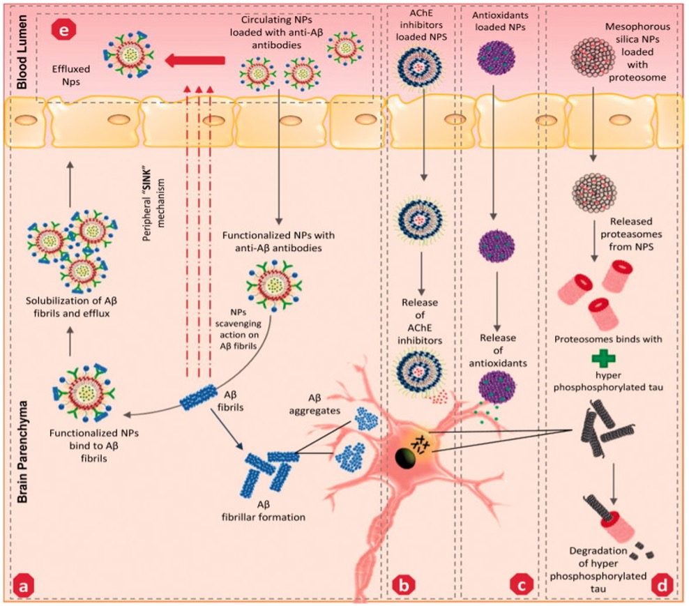 Fig.1 An image showing nanoparticle targeting atherosclerotic plaques in mouse models. (OA Literature)