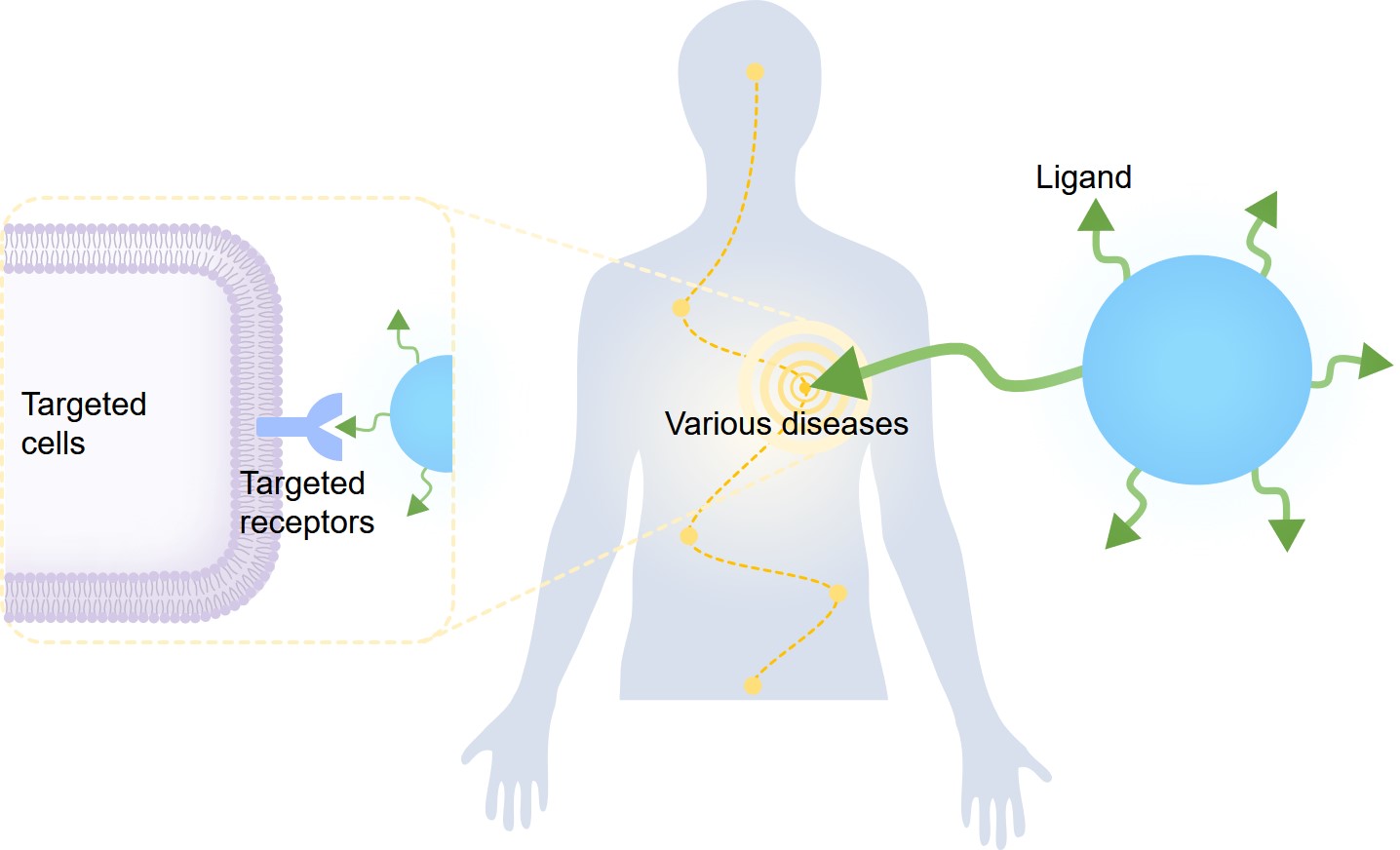 Schematic of ligand-mediated disease targeting. (OA Literature)