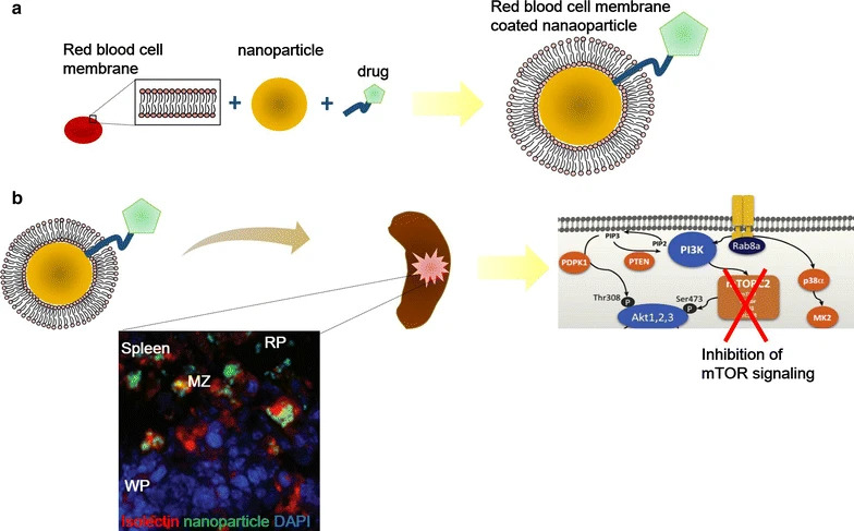 Fig 1. The reversion of DNA methylation-induced miRNA silence via biomimetic nanoparticles-mediated gene delivery. (OA Literature)