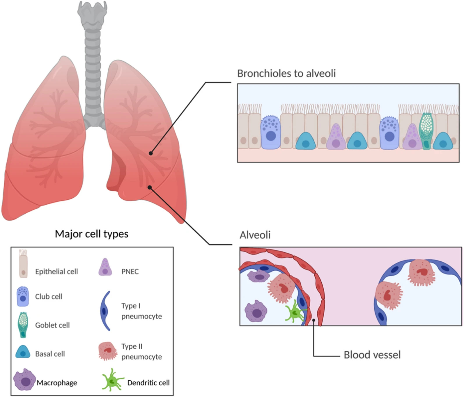 Fig.1 Illustration of nanoparticle-based drug delivery for the treatment of myocardial injuries. (OA Literature)