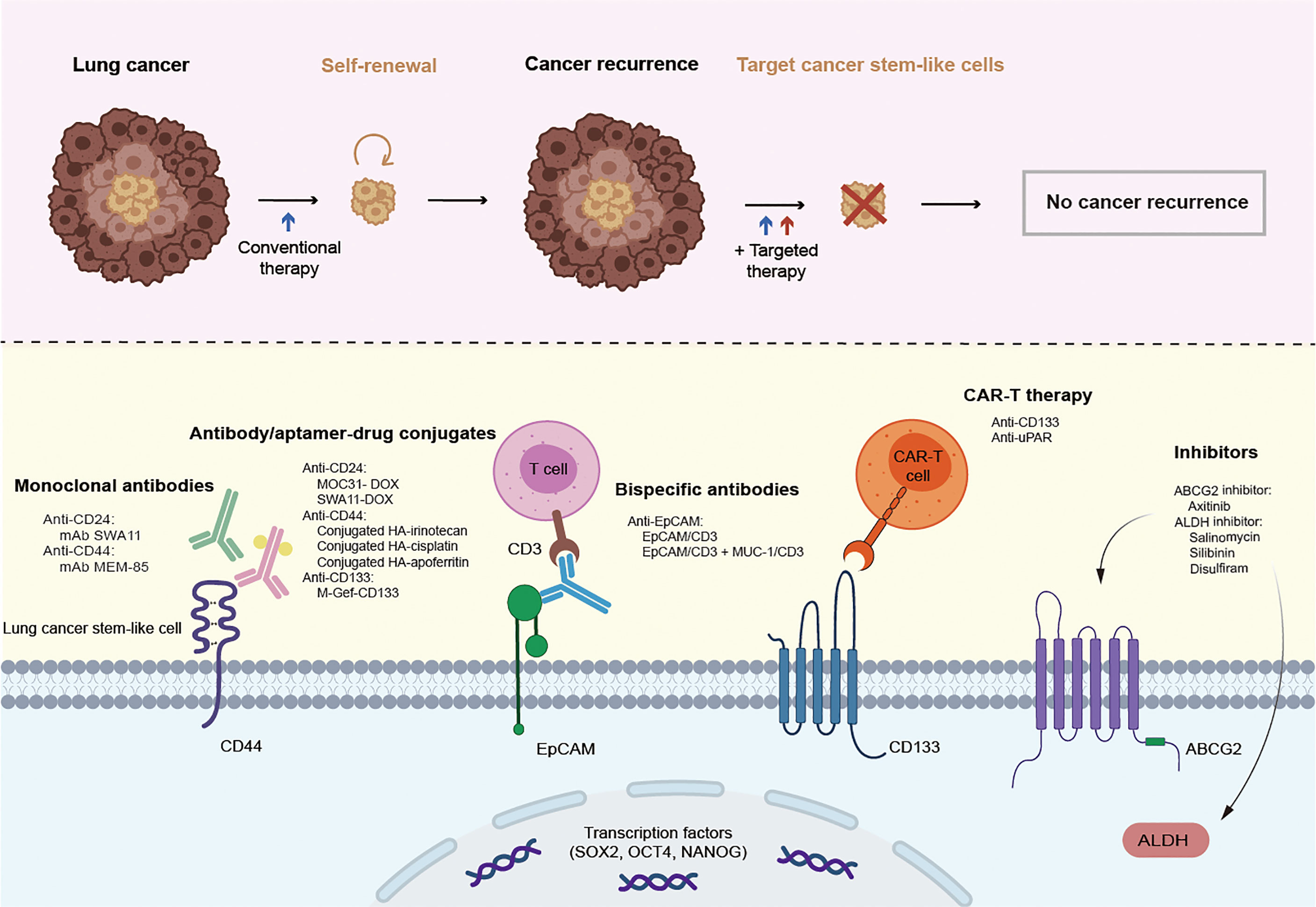 Fig 1. The reversion of DNA methylation-induced miRNA silence via biomimetic nanoparticles-mediated gene delivery. (OA Literature)