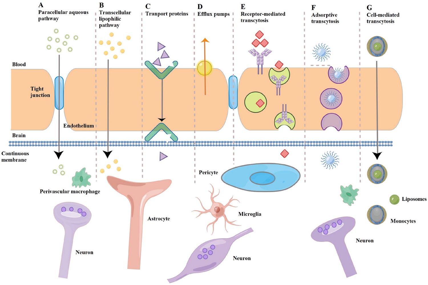 Fig 1. The reversion of DNA methylation-induced miRNA silence via biomimetic nanoparticles-mediated gene delivery. (OA Literature)