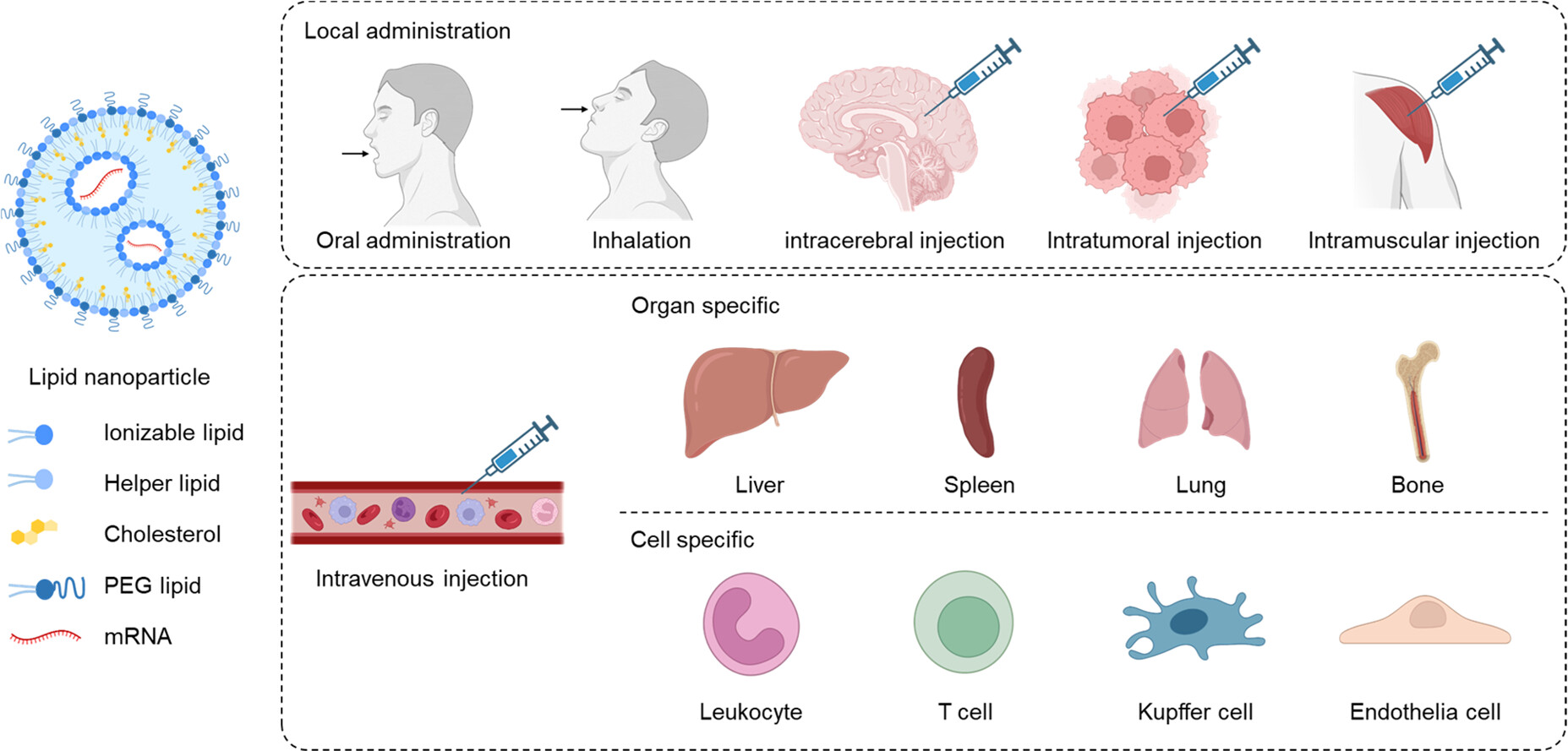 Fig.1. Schematic of ligand-mediated disease targeting. (OA Literature)