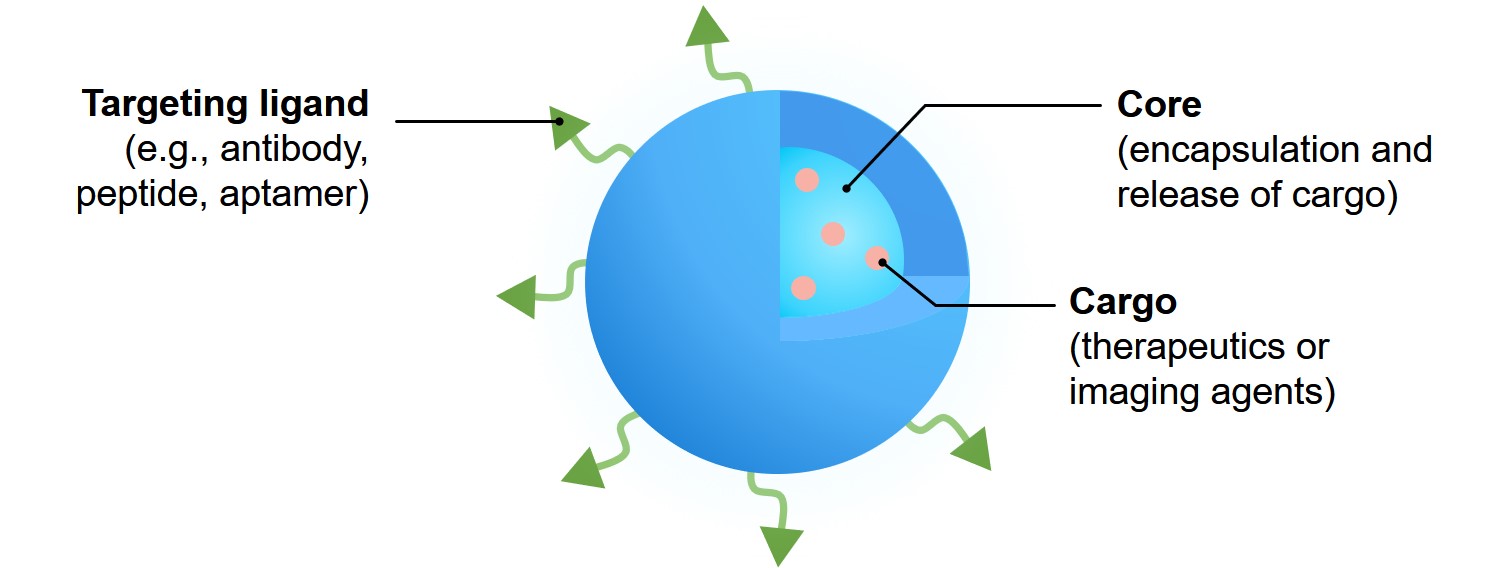 Schematic of a nanoparticle platform for drug delivery. (Creative Biolabs Original)