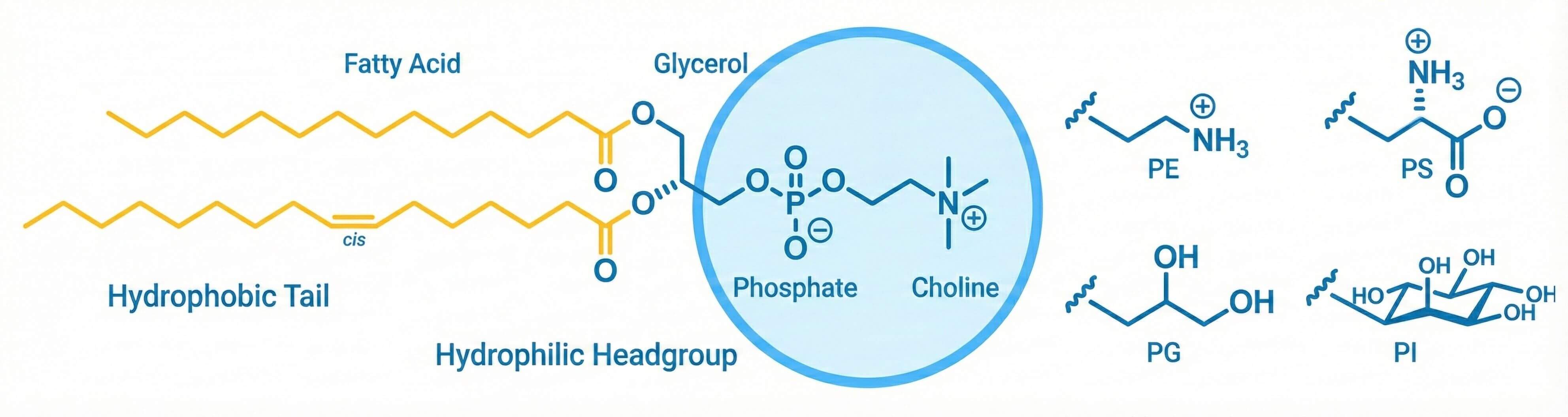Lipid molecule design service. (Creative Biolabs AI) 