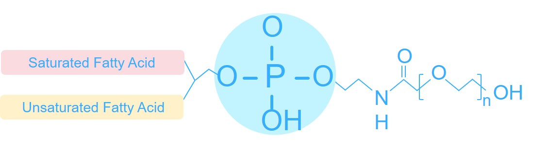 Lipid synthesis service. (Creative Biolabs Original) 