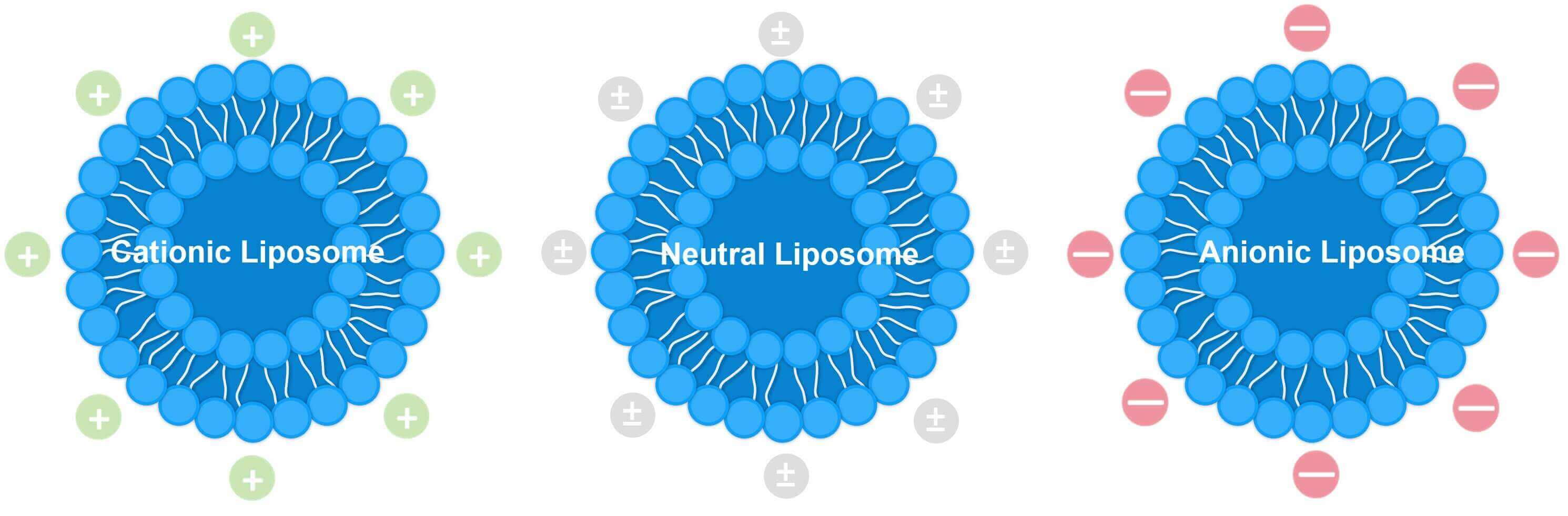 Structural diagrams of charged liposomes and neutral liposomes. (Creative Biolabs Original) 