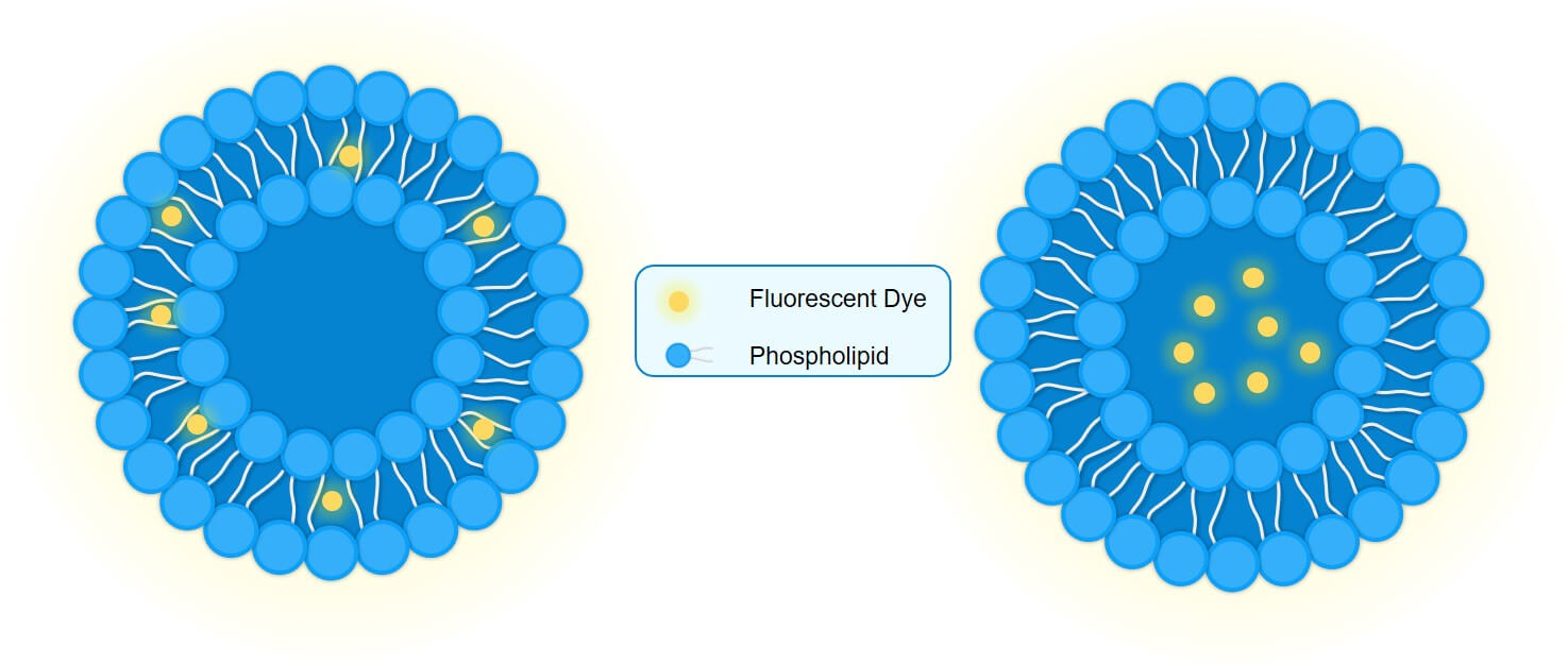 The structure of fluorescent liposomes. (Creative Biolabs Original) 