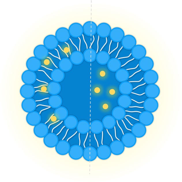Fluorescently labeled liposome development service. (Creative Biolabs Original) 