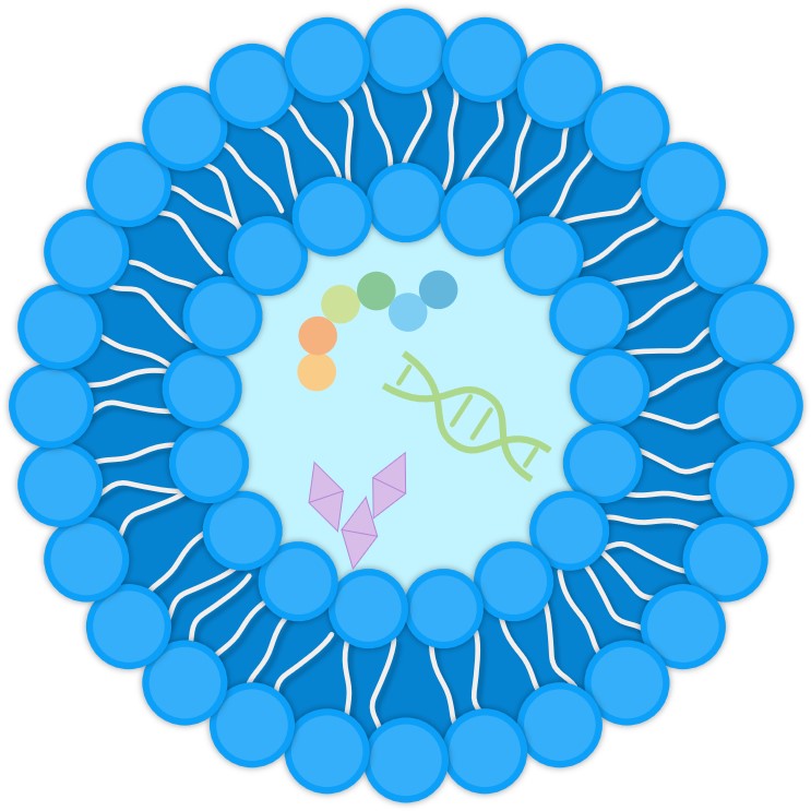 The structure of drug-loaded liposomes. (Creative Biolabs Original) 