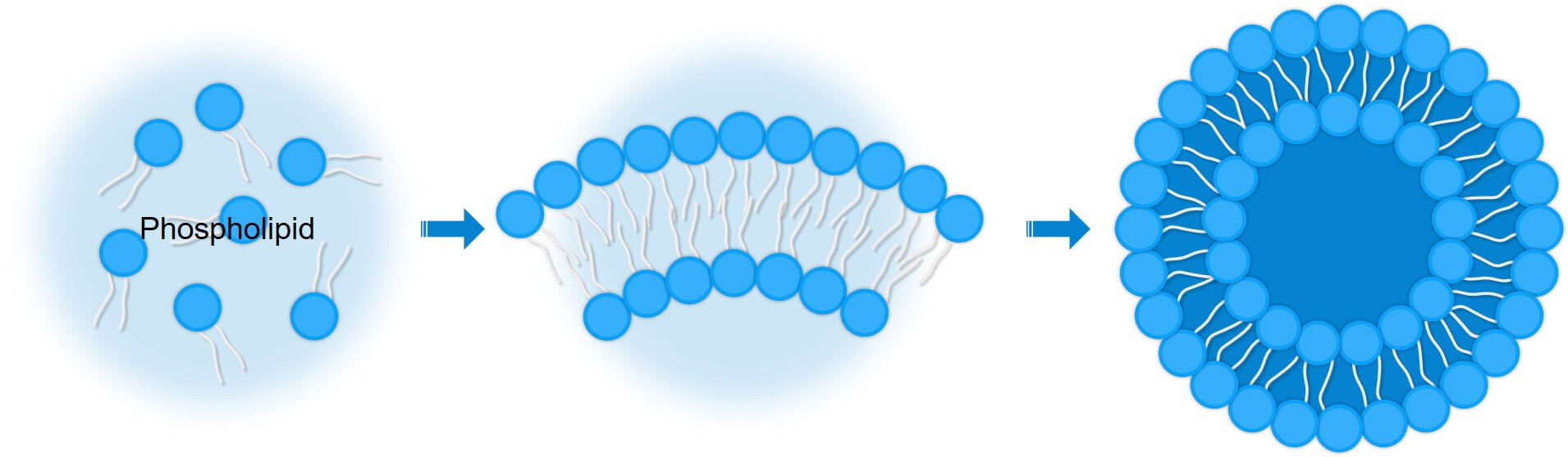 Schematic diagram of preparing liposomes based on multiple phospholipids. (Creative Biolabs Original)