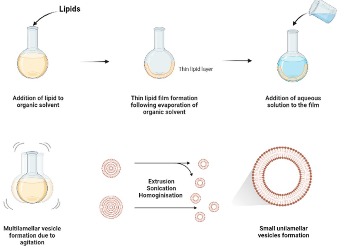 Liposomes were prepared by the membrane hydration method. (Al Badri, Yaqeen Nadheer, et al, 2023) (OA Literature) 