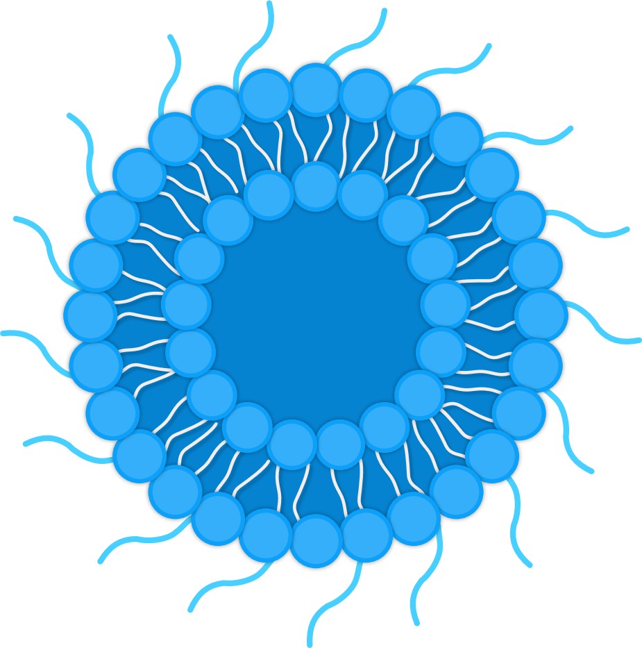 Our service - long-circulation liposomes. (Creative Biolabs Original) 