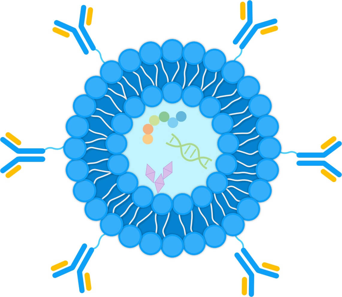 Schematic diagram of the structure of antibody-conjugated liposomes. (Creative Biolabs Original) 
