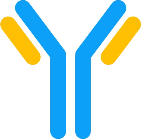 Schematic diagram of the antibody structure. (Creative Biolabs Original)