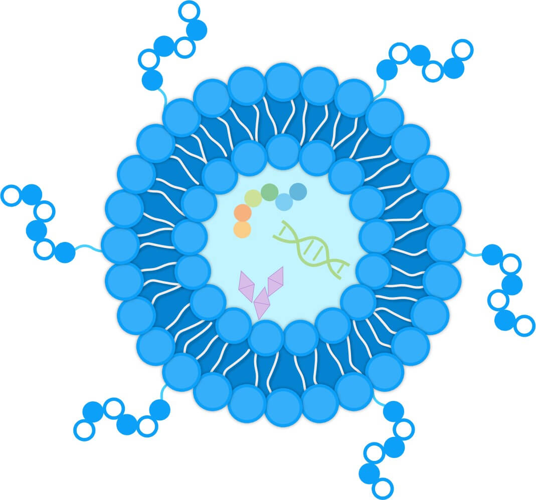 Schematic diagram of the structure of peptide-conjugated liposomes. (Creative Biolabs Original)