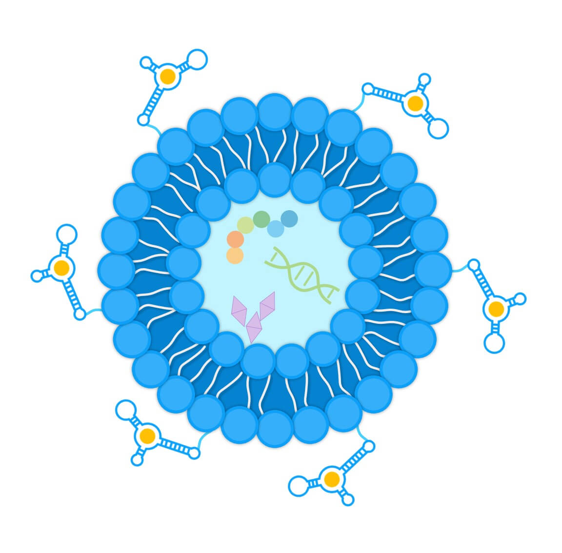 Schematic diagram of the structure of aptamer-conjugated liposomes. (Creative Biolabs Original) 