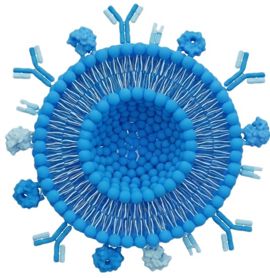 The structure of Protein-modified Liposomes. (Creative Biolabs AI) 