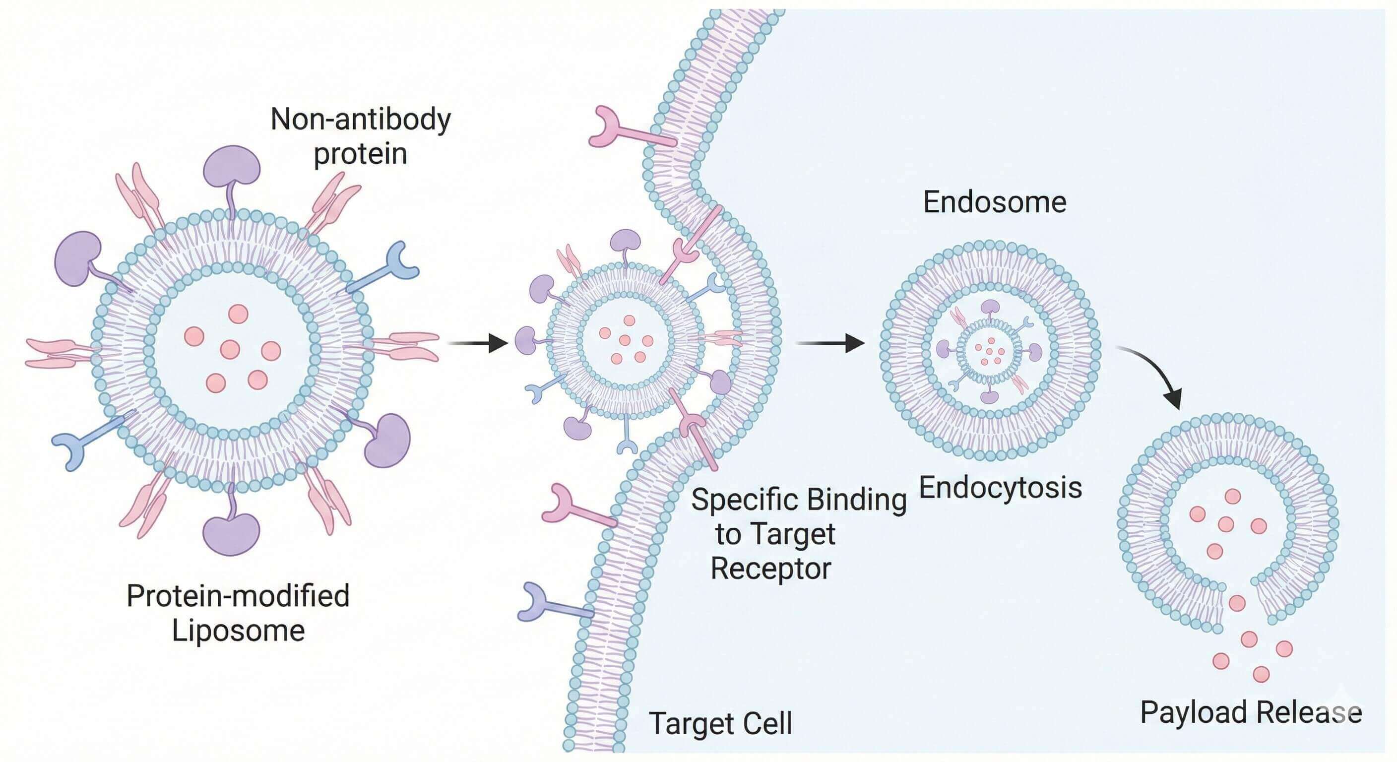 The mechanism of Protein-modified Liposomes. (Creative Biolabs AI)